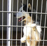 huskyfiglio2
