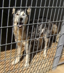 huskymamma2