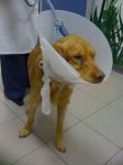 incidentato2
