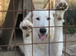 labradorina1