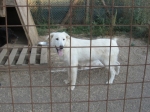 labradorina2