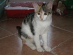 melange