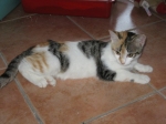 melange2