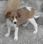 mordicchio