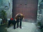 nerone