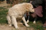 neve_2