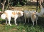 olgadogvillage1