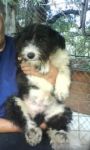 oliver2