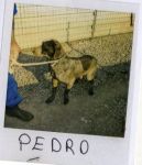 pedro0021