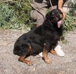 roccoexcin3