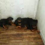rottcuccioli1