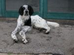 setter1