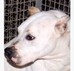 simil_doga-pitt2