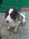 spaniel1