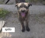 spillo12