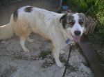 tobia-2