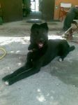 ulisse