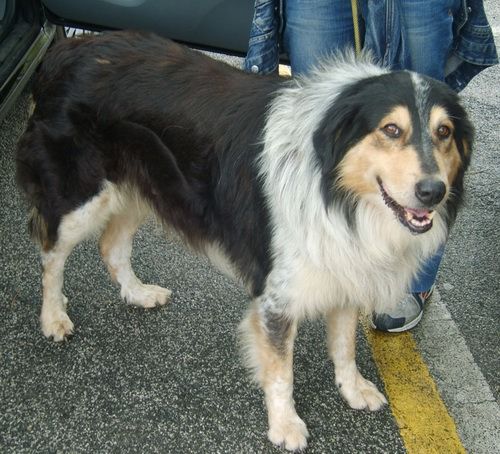 tipo_collie