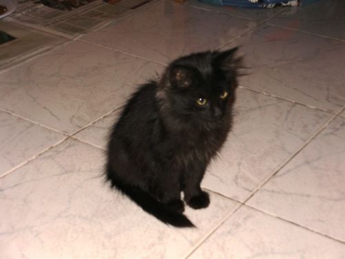 togo3