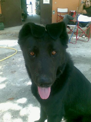 ulisse1