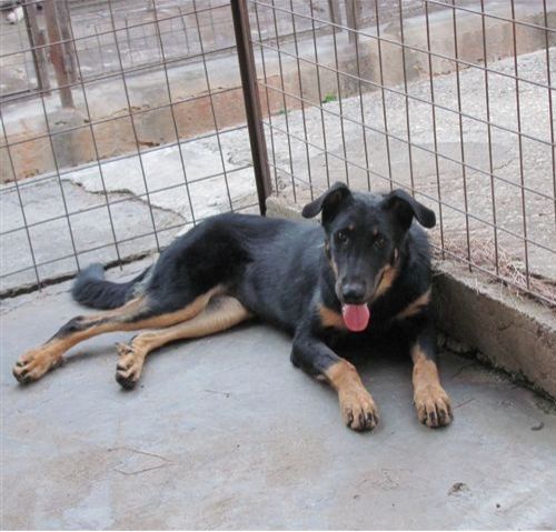 1_rachele_hotel-cani-e-gatti