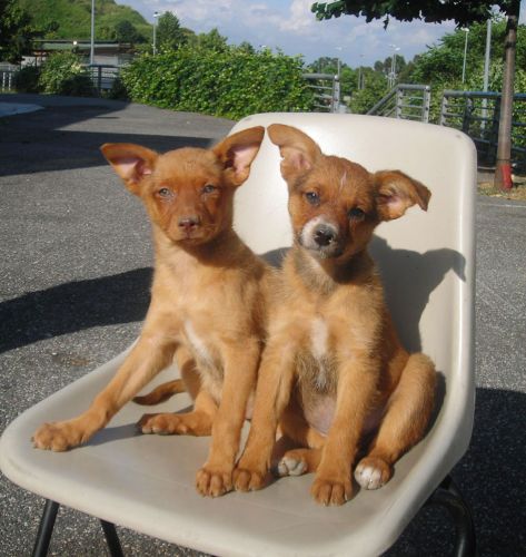 5_cuccioli_canile_muratella