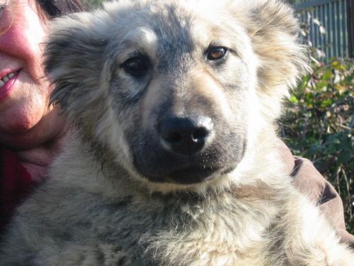 BALU