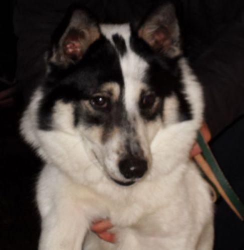 Balto