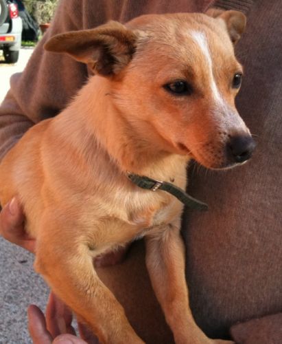 Cagnolina1