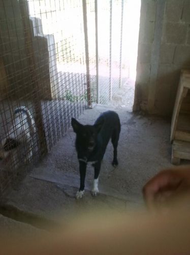Cane_nero_maschio_giovane