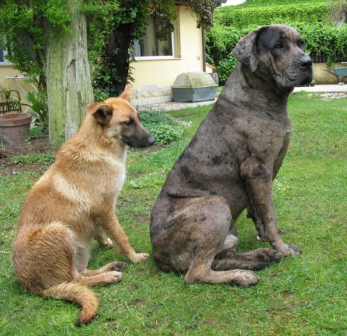 Cani-cercano-casa