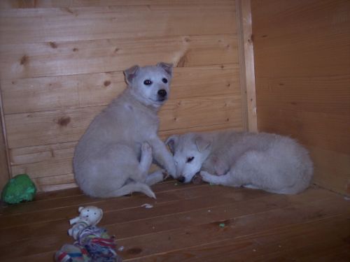 Cuccioli1