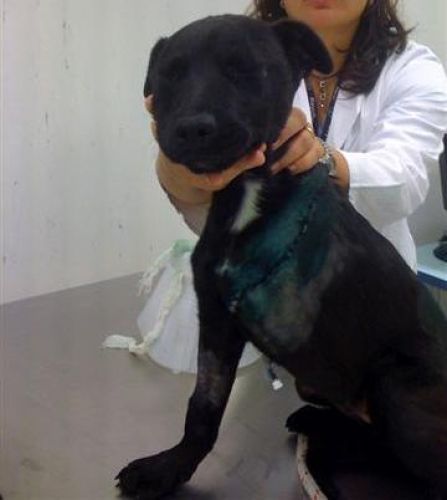 Ettore_2