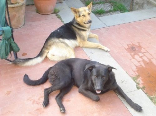 Gipsy_e_Pippo_2