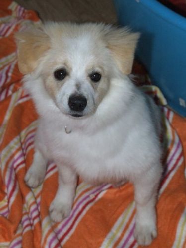Heidi-il_cane_pecora