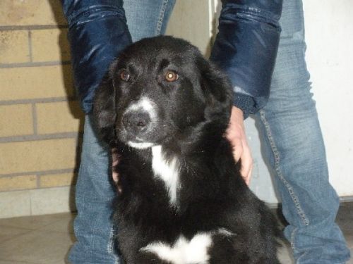 NERINA4