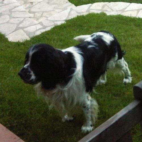 OSCAR