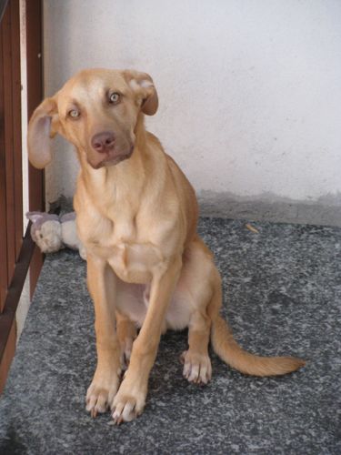 Scooby