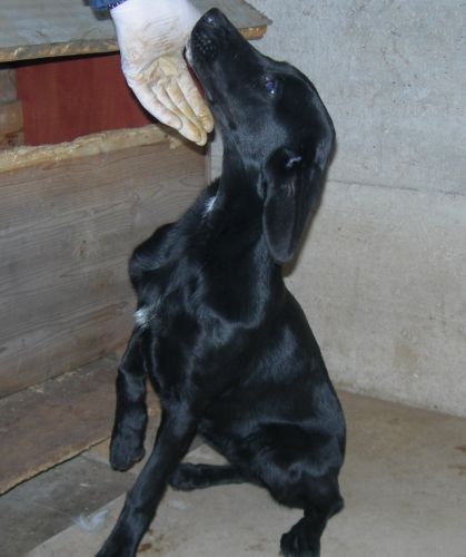 Segugetta