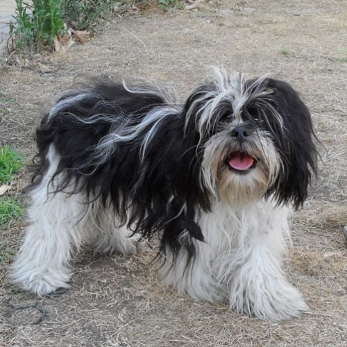 Shitzu-francese_canile-muratella