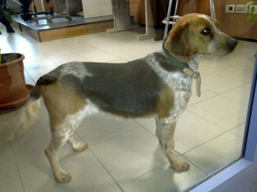 beagle