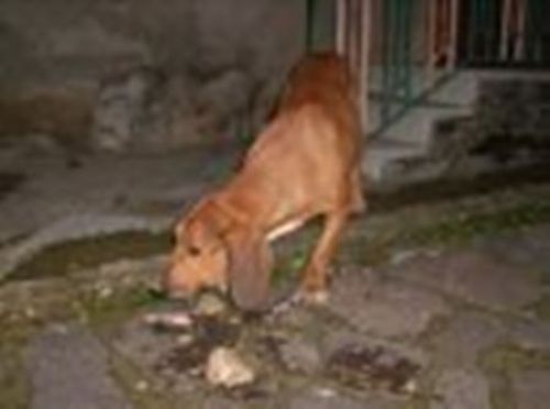 benevento