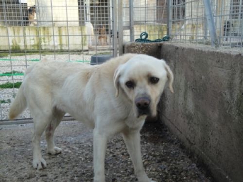 billy_labrador4