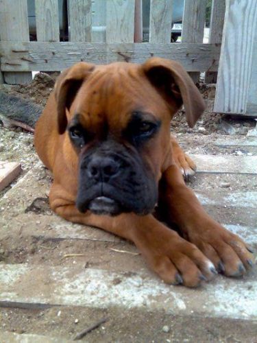 boxer