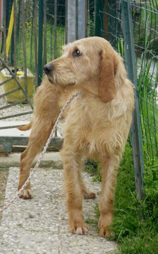 brontolo