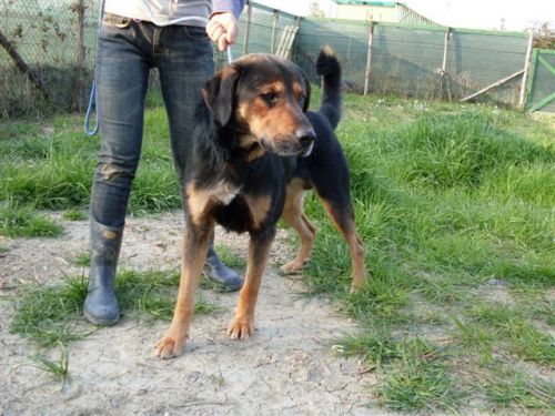 bruno1