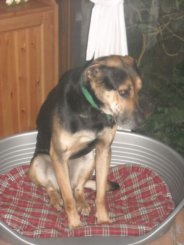cane_0051
