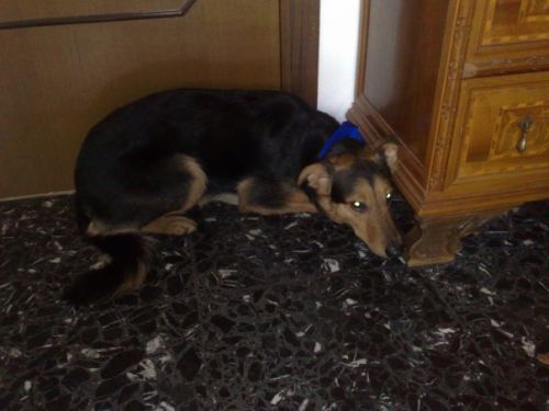 cane_trovato_via___Cave