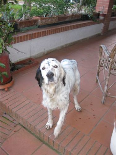 canetto_via_gidora_001