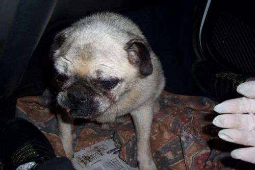 carlino2